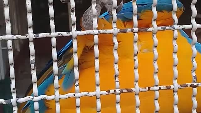 Budgies like to play with people like to play with people