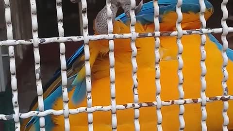 Budgies like to play with people like to play with people