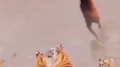 What did this monkey pick up from the water? #animal #pets #funny pets #monkey # tiger #water #viral