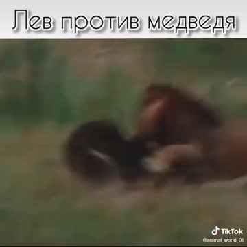 Brutally Thickened Lioness by Giraffe