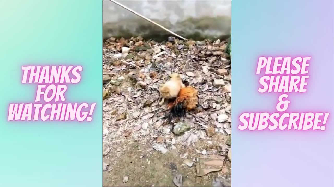 Animals Fighting: Funny