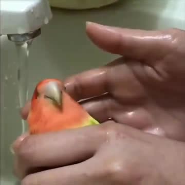 bathe adorable birds