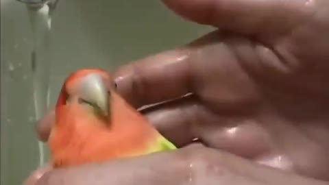 bathe adorable birds