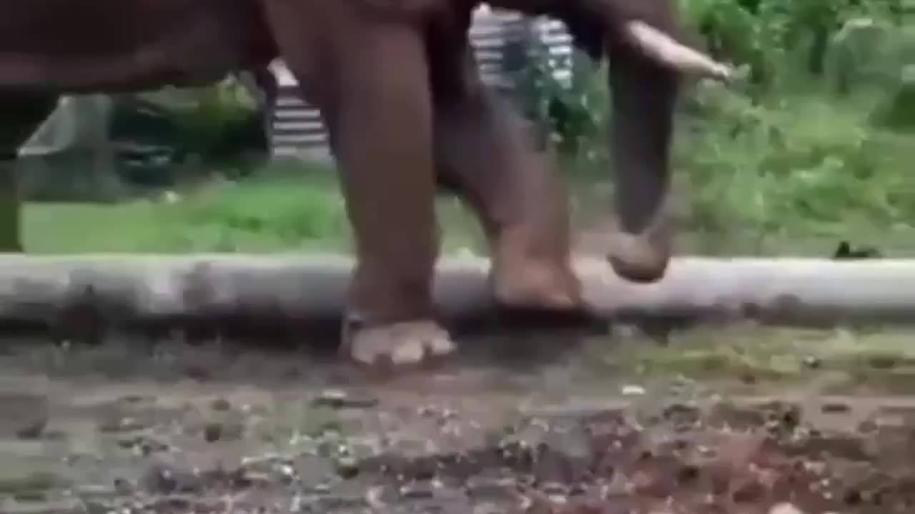 Elephant uses a stick to clean between his toes