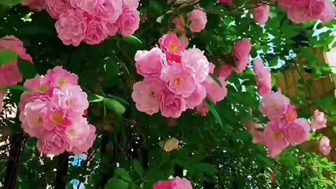 Fragrant rose flowers