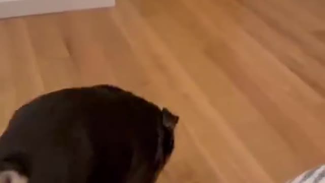 Dog playing and wanting to show itself to its owner.