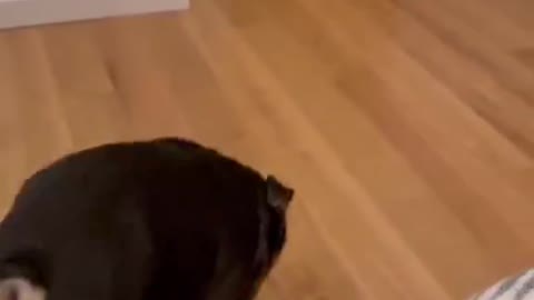 Dog playing and wanting to show itself to its owner.