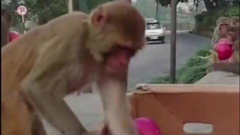 a kind man feeding apple to the wild monkey