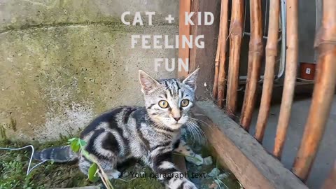 Funny Cat but Cute
