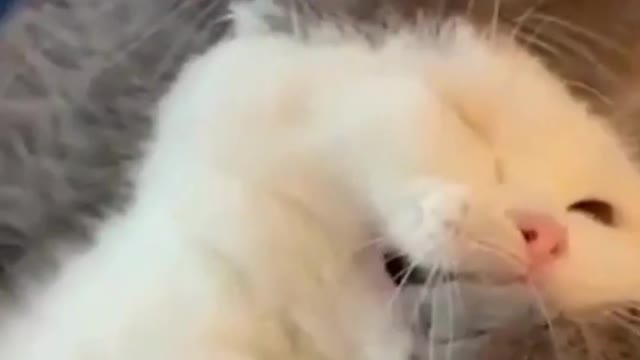 cute animals
