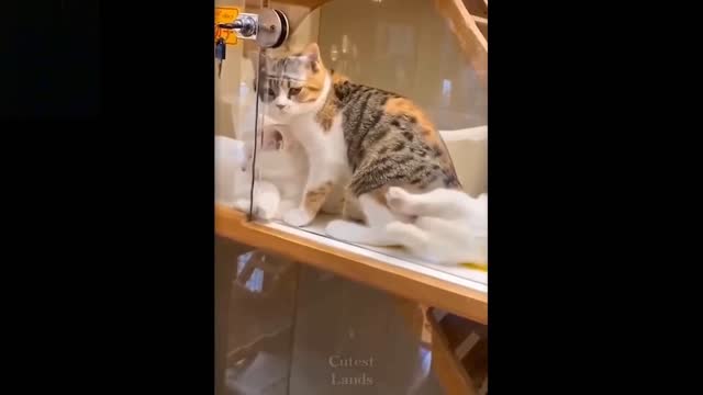 Cutest Pets ♥ Cute Baby Animals & Funny Pets Video Compilation