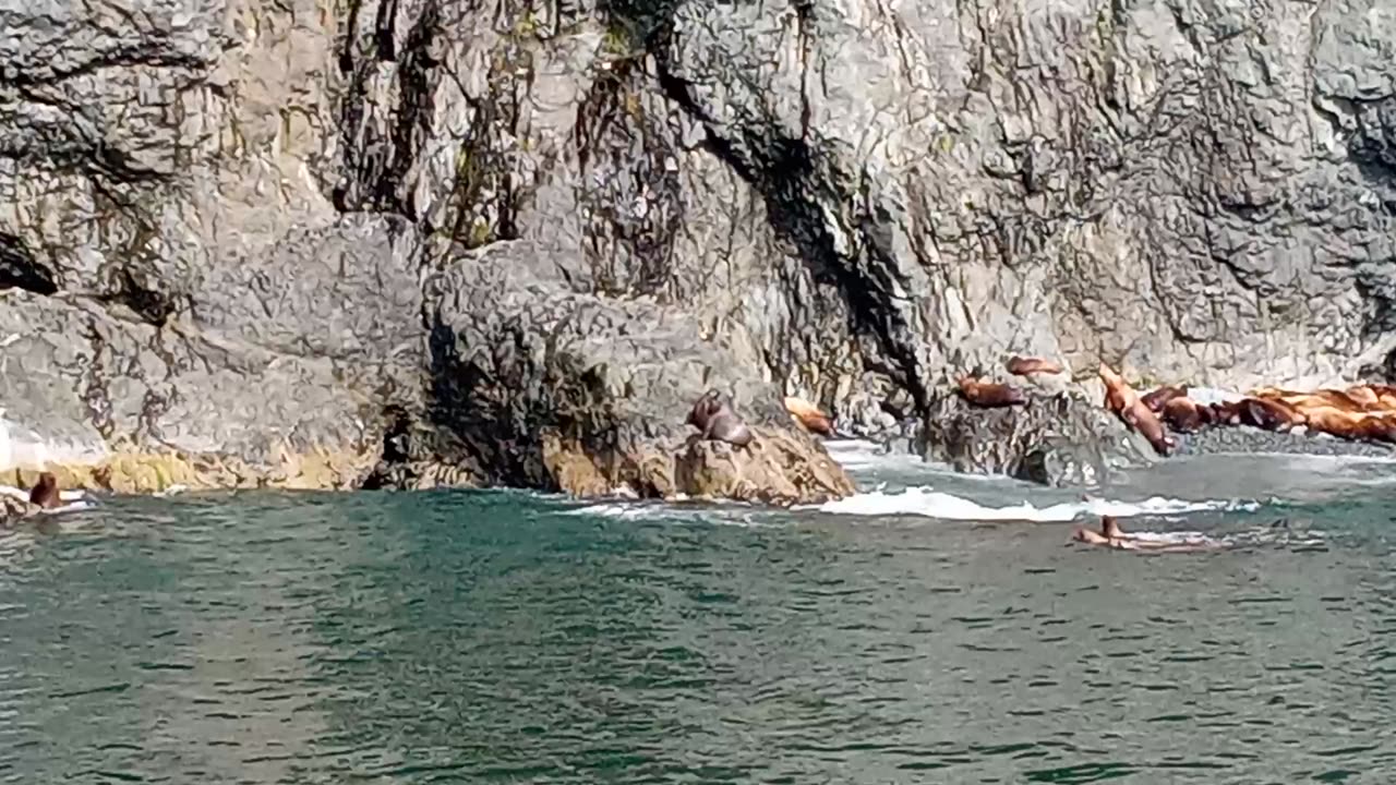 Sea lions on the South side of Glacier Island.