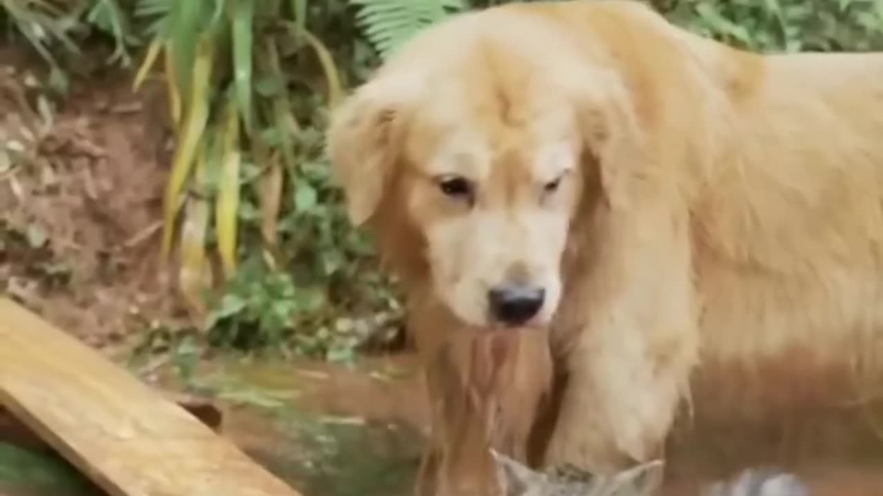 Best cat and dog funny videos, playing cats and dogs πΊπ
