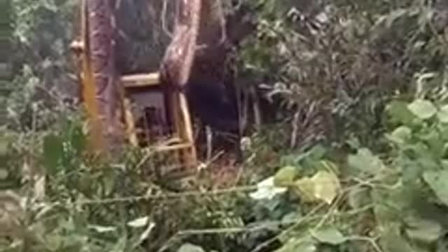 Terrible, the discovery of a giant snake in the forest