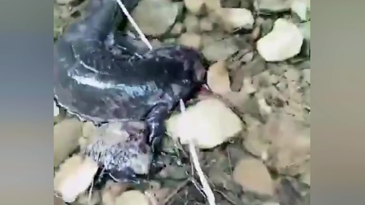 beautiful moments for animals