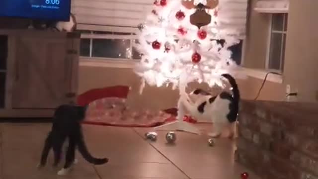 Cats and Christmas trees don't mix