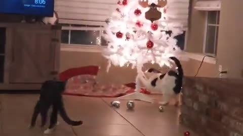 Cats and Christmas trees don't mix