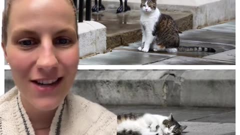 : Swifties' incredible mission to catch glimpse of Larry the Cat