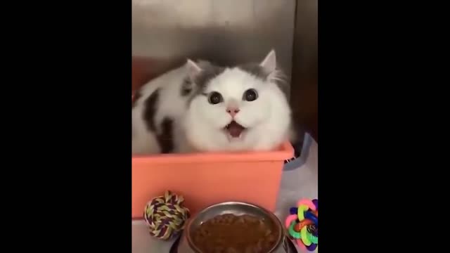 Funny Animals! Funny Cats! Funny Videos! # Shorts