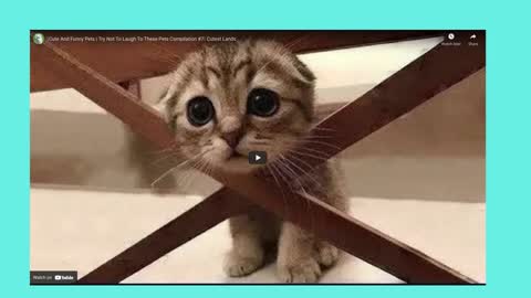 FUNNY CAT