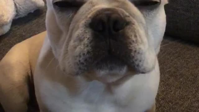 White french bull dog frenchie getting stomach scratches