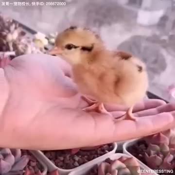How A Chick Born From A Egg 🐣 - Interesting Video - 😱