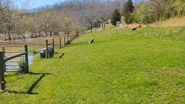 March Flooding on the North Fork Holston (Short)