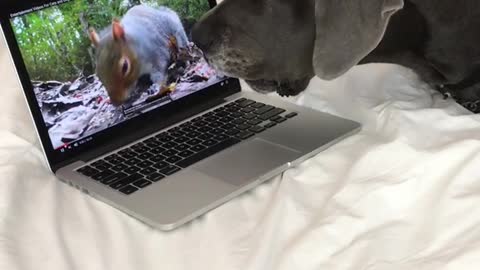 Dog barks at squirrel on laptop