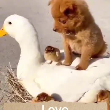 Cute baby animals Videos Compilation cute moment of the animals - Cutest Animals On Earth