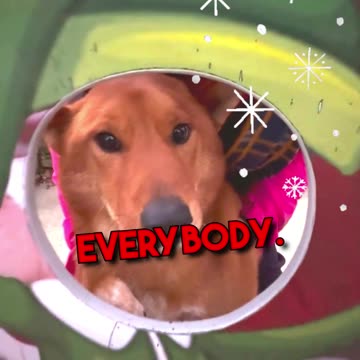 How my dog saved Christmas