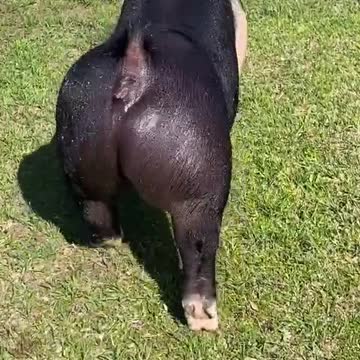 Sexy pig