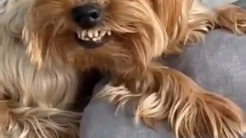 Dog Training video --- Funny Dog Video - Dog Love _shorts_CuteDog _Dogshort DogTrainingShort