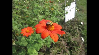 One Of Mexico's Gifts To The World Mexican Sunflower July 2022