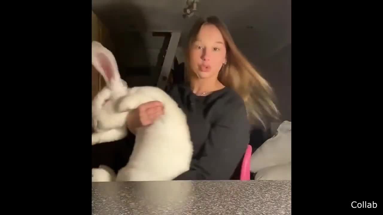 Cute big bunny