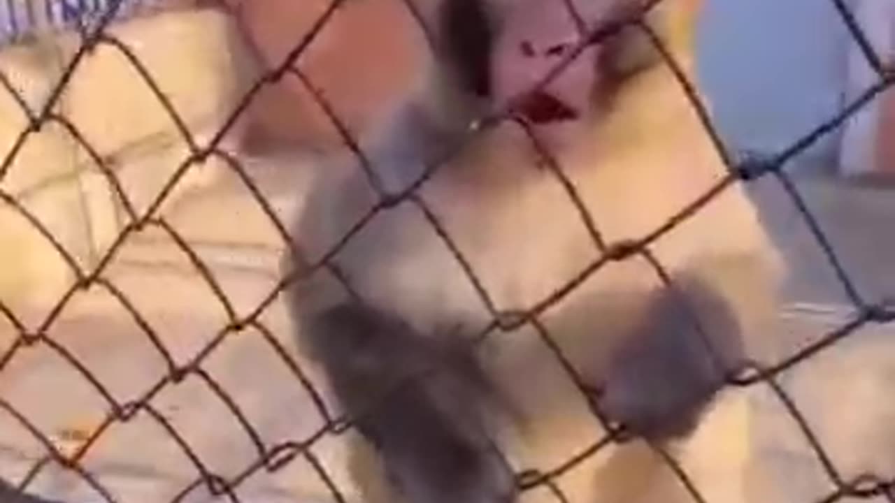 Angry monkey funny monkey video