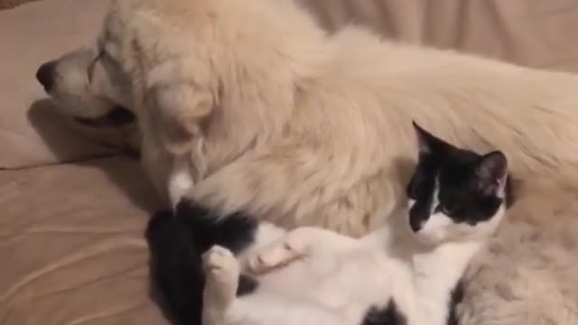 Cat uses panting dog as own personal massage chair