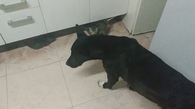 Los gatitos no paran quietos! Y el perro tampoco!