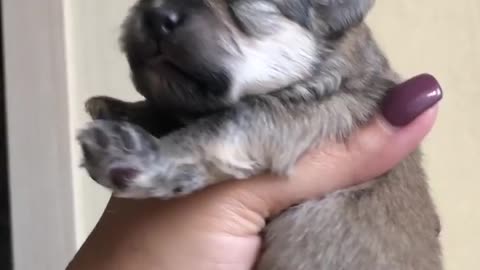 Rumble /Dogs & Puppies