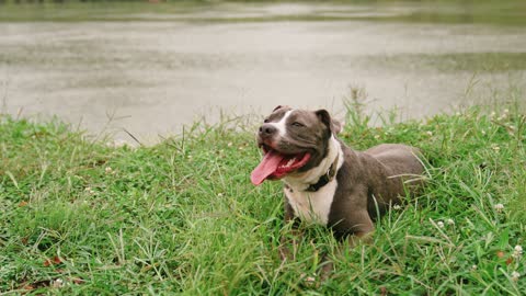 Happy Pit Bull Dog Laying on Grass