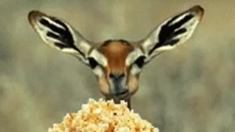 Impala eating popcorn mp4