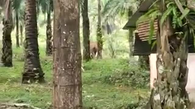 Terrifying video ,Elephant tried to attack the villagers