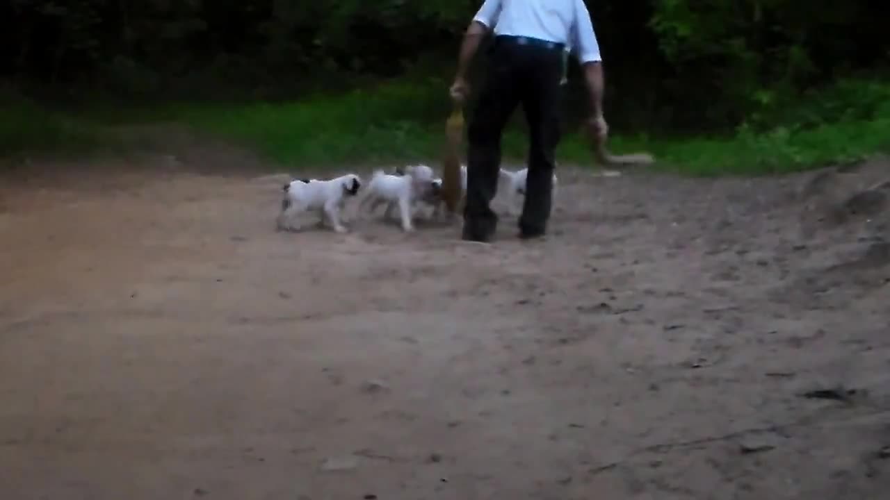 Train A Pack Of American Bulldog Puppies