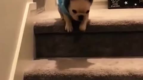 Funny animals.