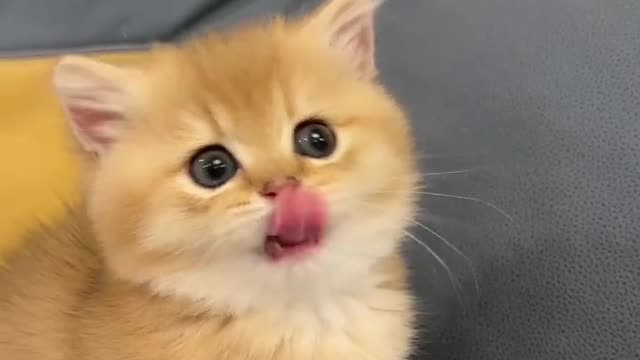 cute kitten
