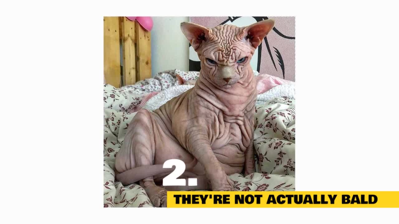 Sphynx Cats - VidKing777 Funny Cat Video 12