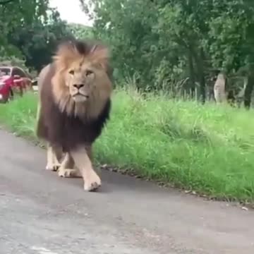 The king in road