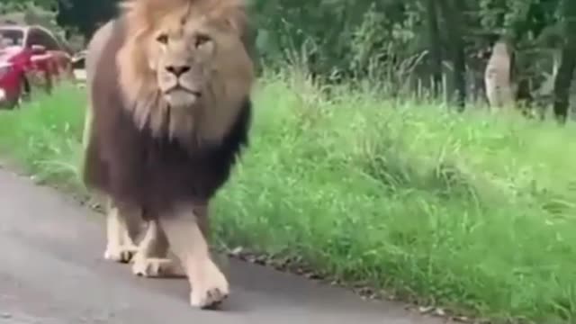 The king in road