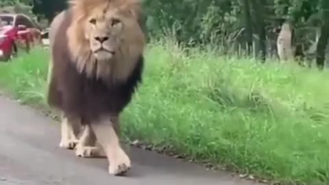 The king in road