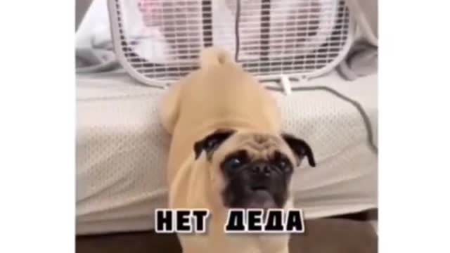 Funny pets videos - Funny Dogs, Cats & more animals! Try Not To Laugh