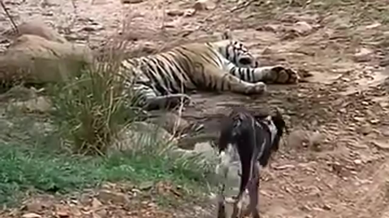 Tiger killed a dog!!